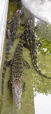 Crocodiles in Bangkok's Dusit Zoo by Asienreisender